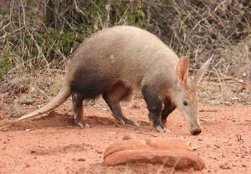 Aardvark — featured animal