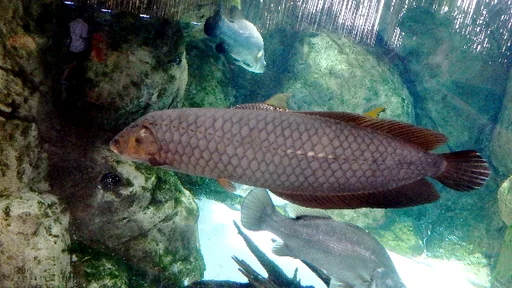 Arowanas at New England Aquarium