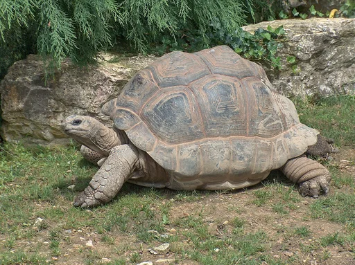 Tortoises at Keystone Safari
