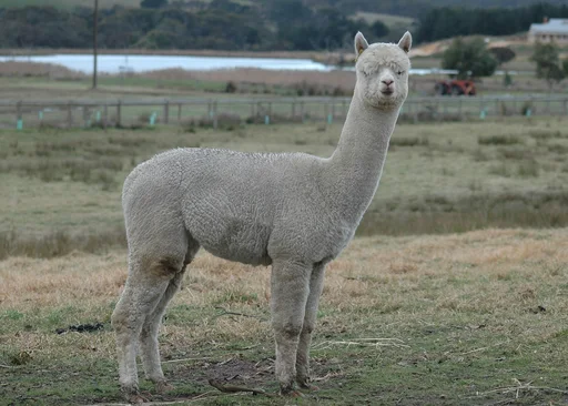Alpaca — featured animal