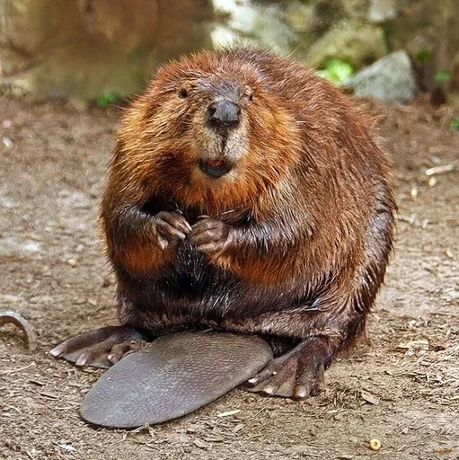 American Beaver — featured animal