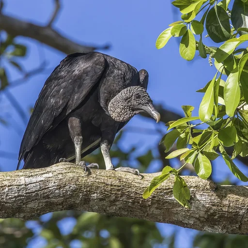 American Black Vulture — featured animal