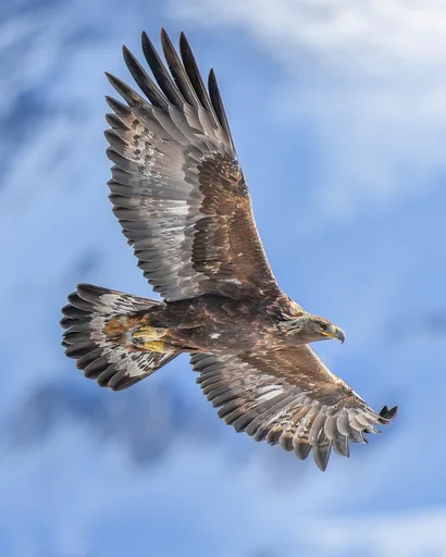 American Golden Eagle — featured animal