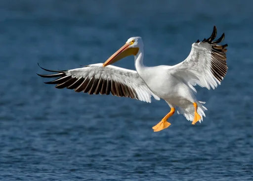 American White Pelican — featured animal
