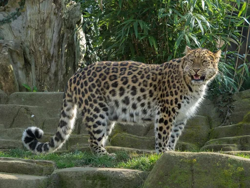 Amur Leopard — featured animal