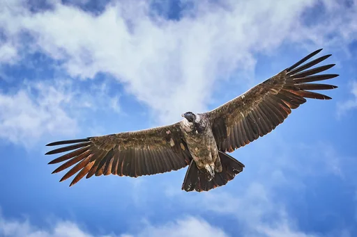Andean Condor — featured animal