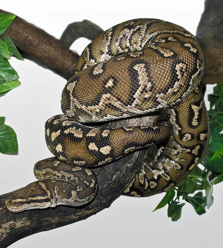 Pythons at Central Park Zoo