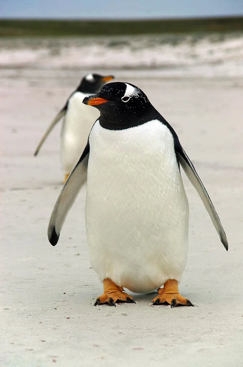 Antarctic Gentoo Penguin