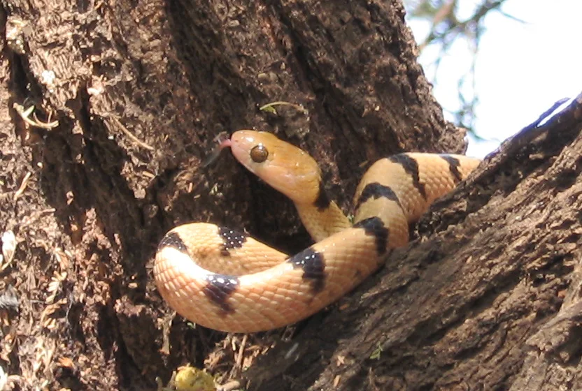 Arabian Tiger Snake