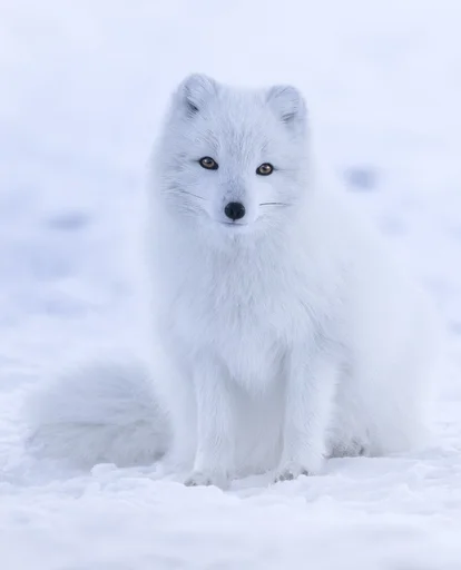 Arctic Fox — featured animal