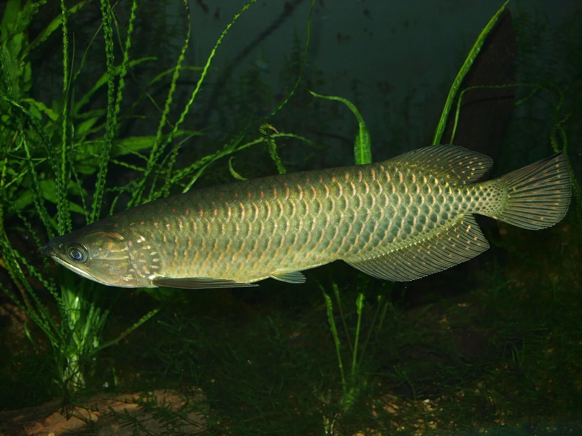 Arowana