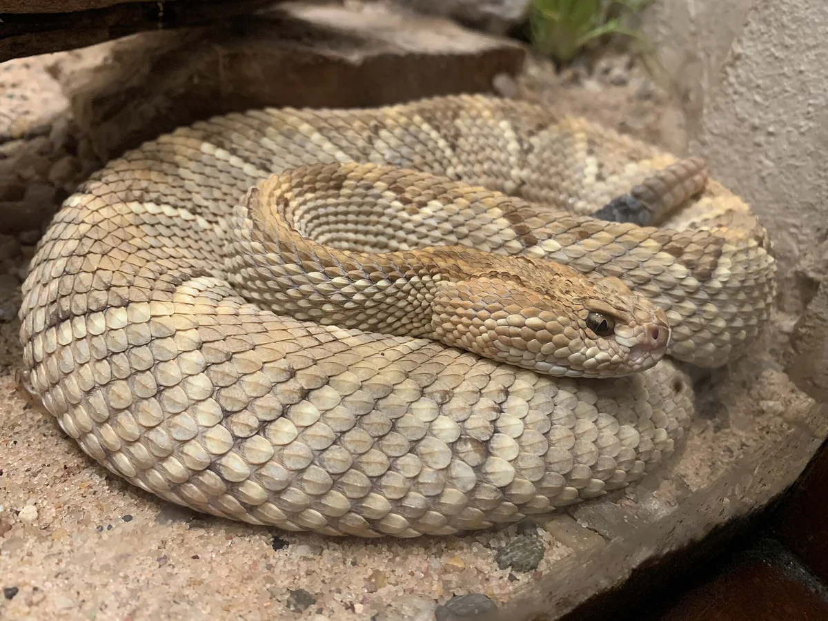 Aruba Island Rattlesnake