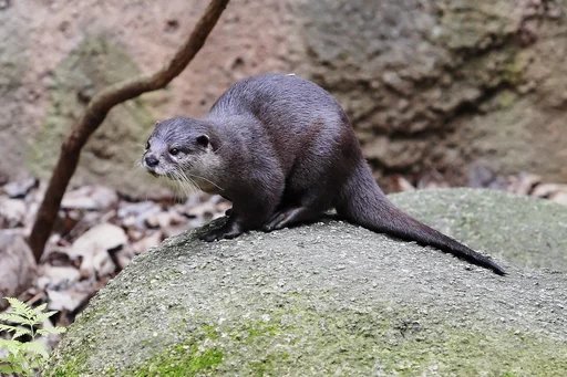 Asian Small-Clawed Otter — featured animal