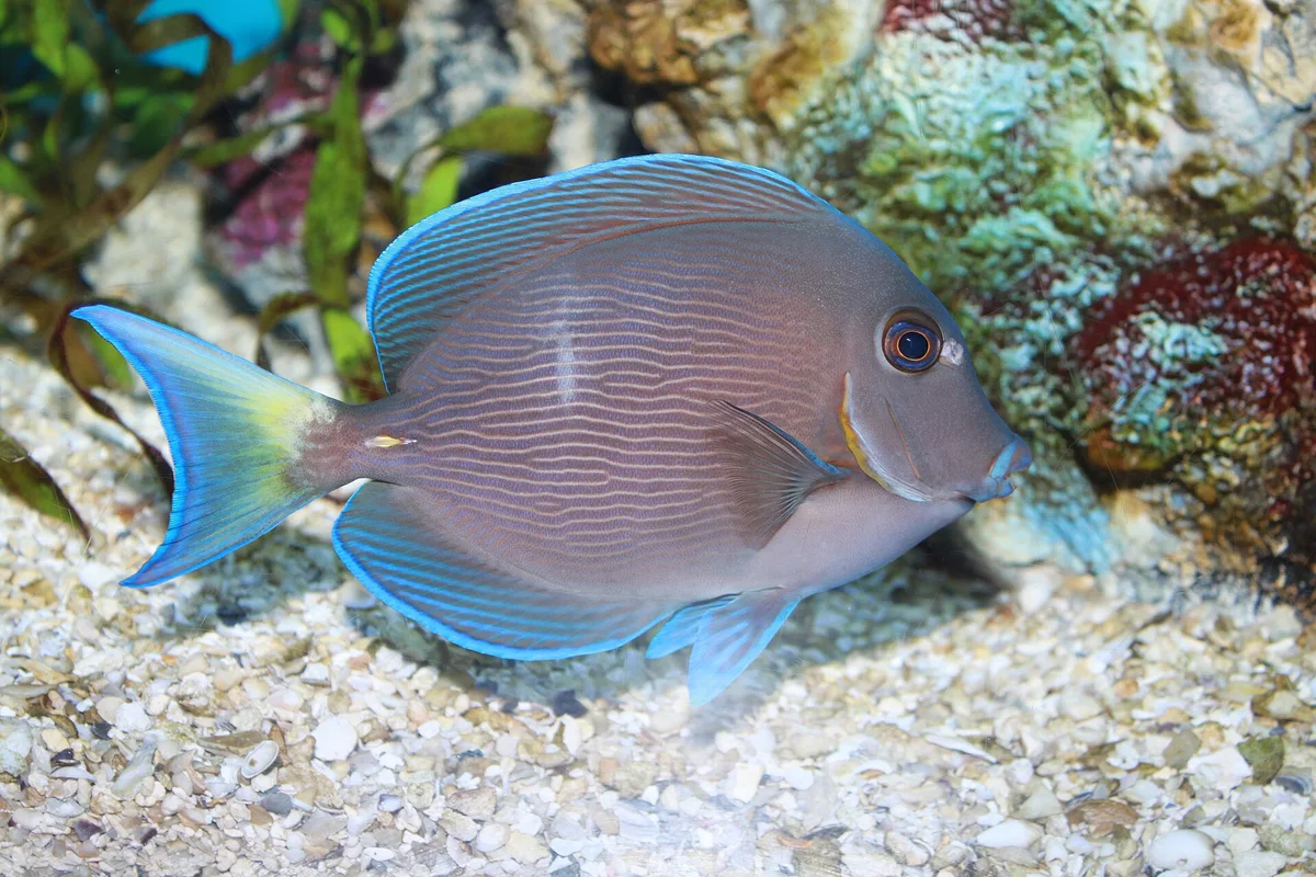 Atlantic Blue Tang Surgeonfish