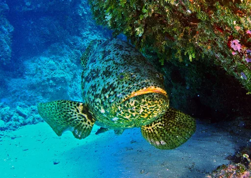 Atlantic Goliath Grouper — featured animal