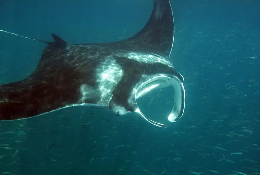 Atlantic Manta Ray