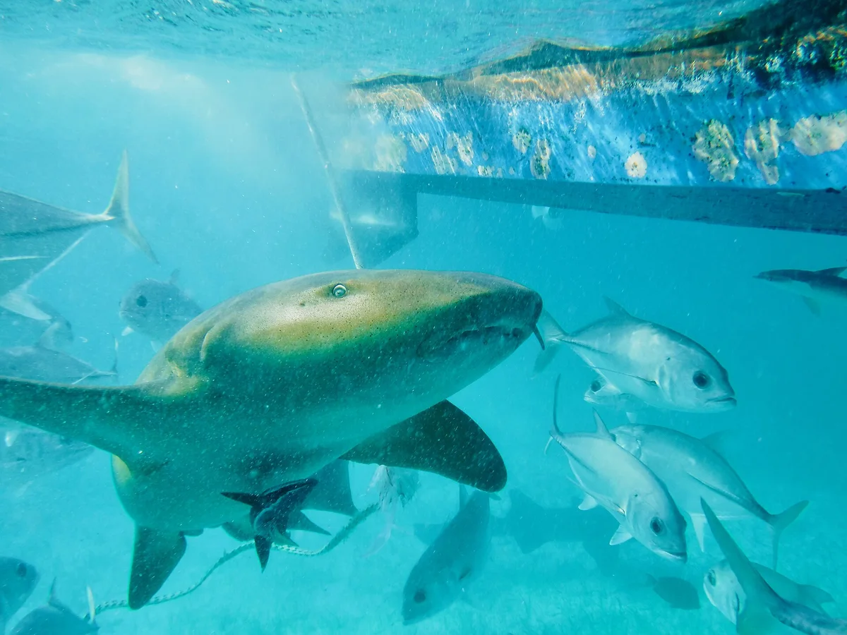 Atlantic Nurse Shark