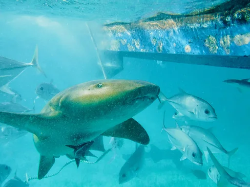 Sharks at Key West Aquarium