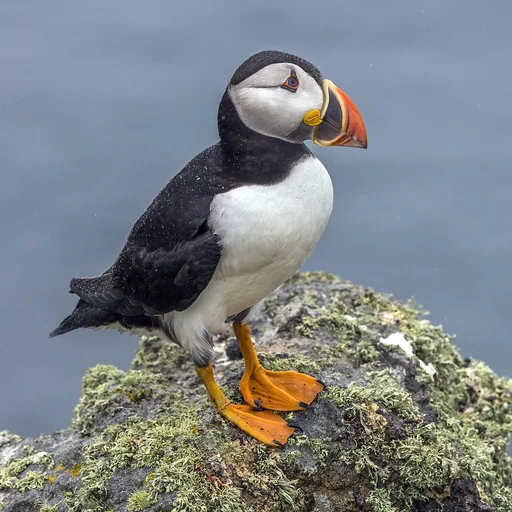Atlantic Puffin — featured animal