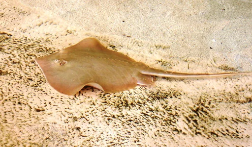 Rays at The Florida Aquarium