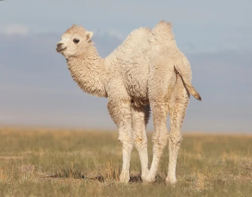 Bactrian Camel — featured animal