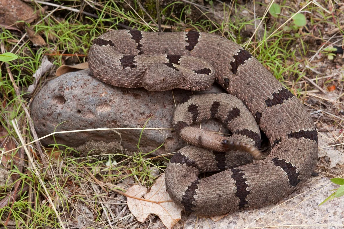 Banded Rock Rattlesnake