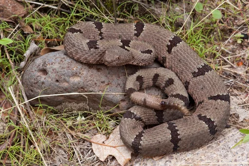Rattlesnakes at Living Desert Zoo