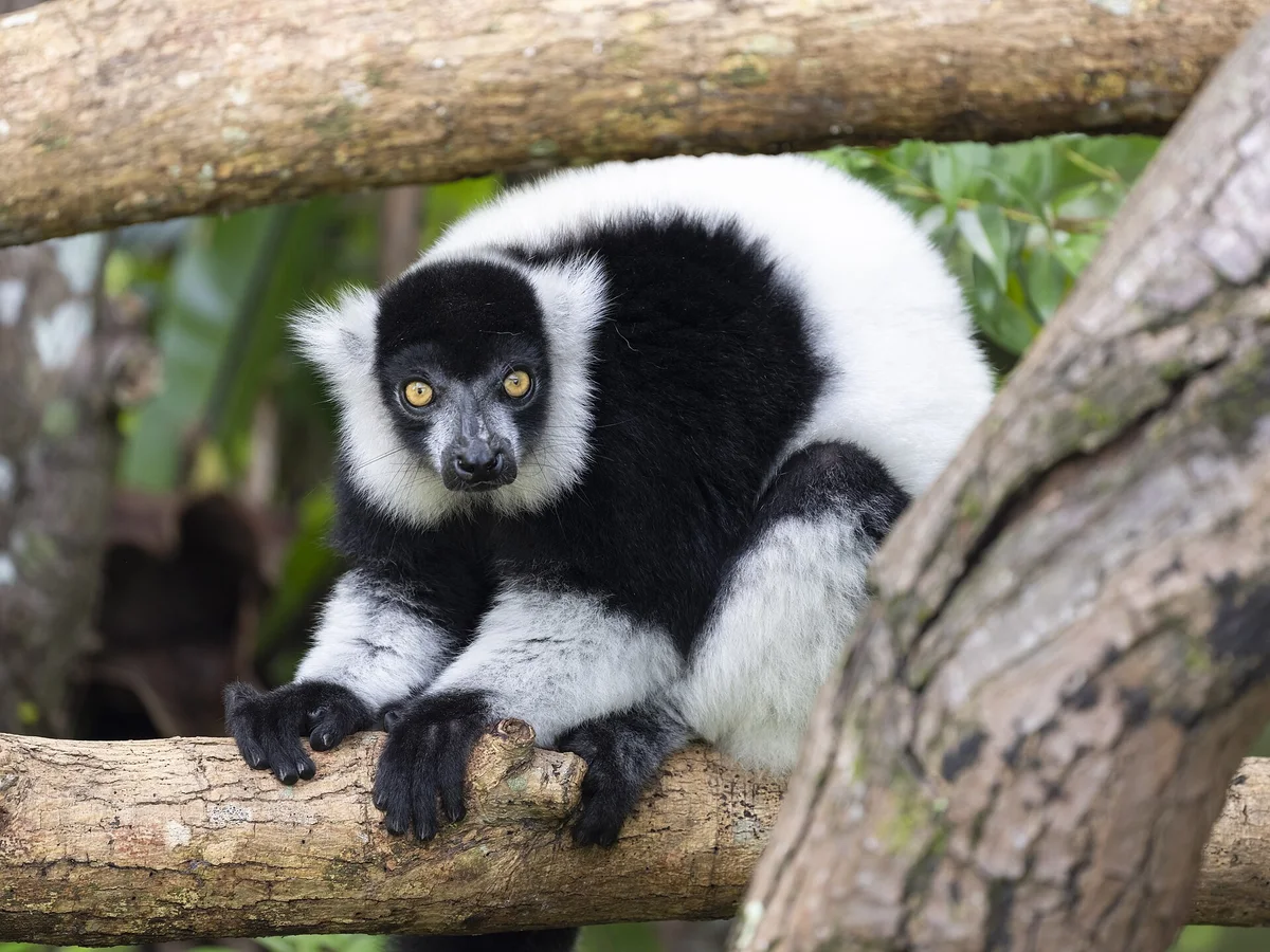Black and White Ruffed Lemur