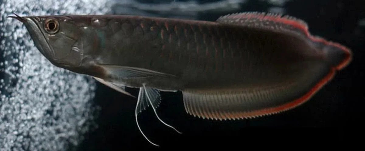 Black Arowana