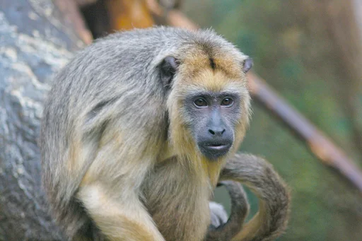 Black Howler Monkey — featured animal