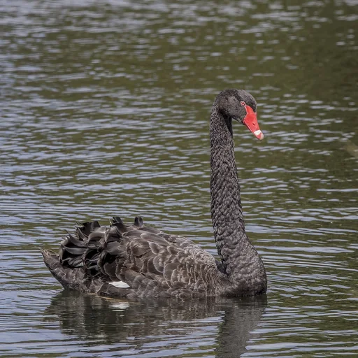 Black Swan — featured animal