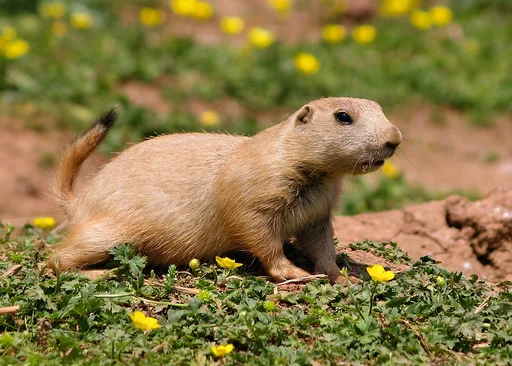Black-Tailed Prairie Dog — featured animal