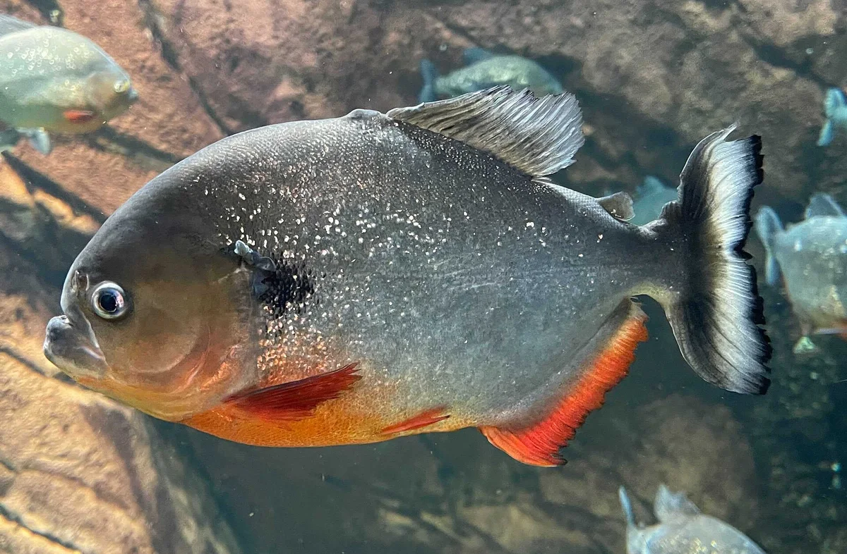 Blackspot Piranha