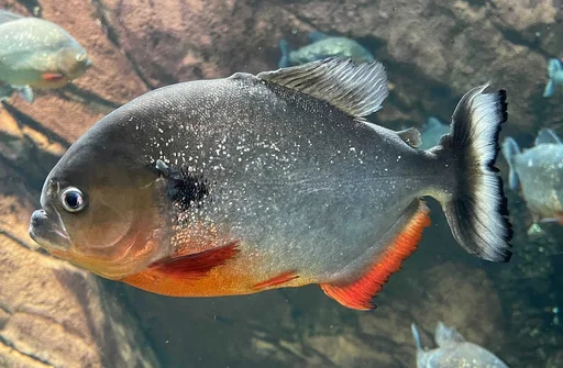 Blackspot Piranha — featured animal
