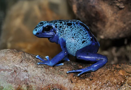 Blue Poison Dart Frog — featured animal