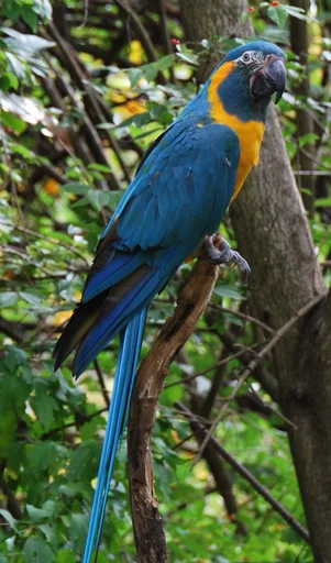 Macaws at The Dallas World Aquarium