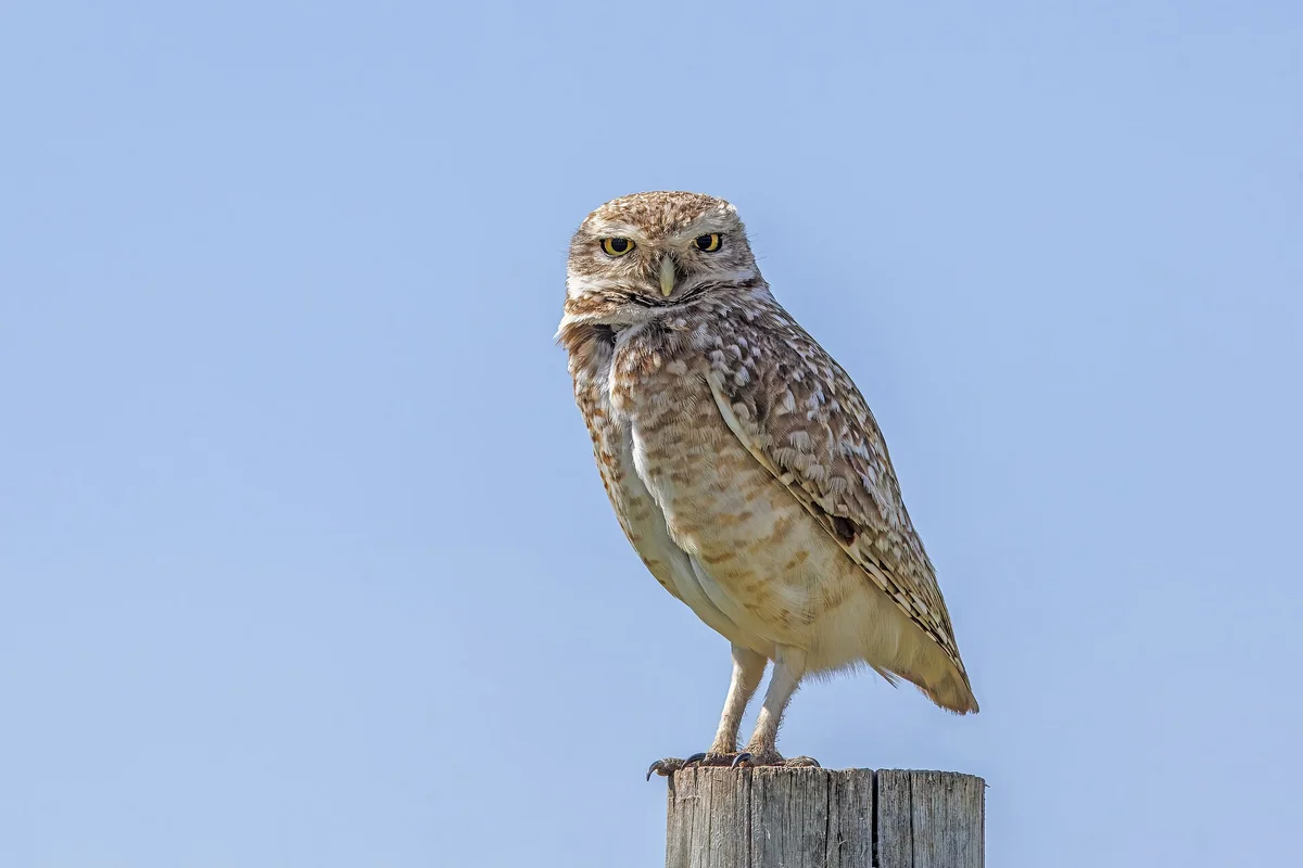 Burrowing Owl