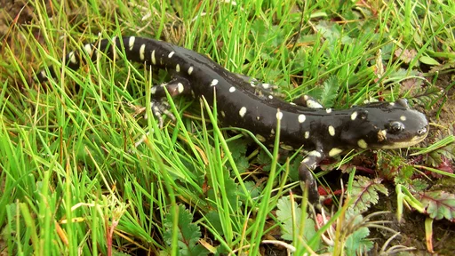 California Tiger Salamander — featured animal