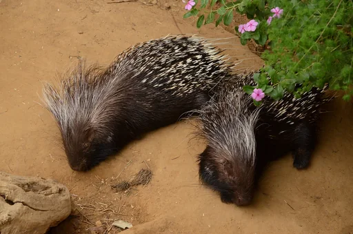 Cape Porcupine — featured animal