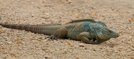 Cayman Blue Iguana — featured animal