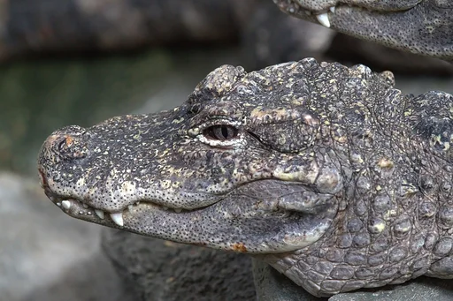 Chinese Alligator — featured animal