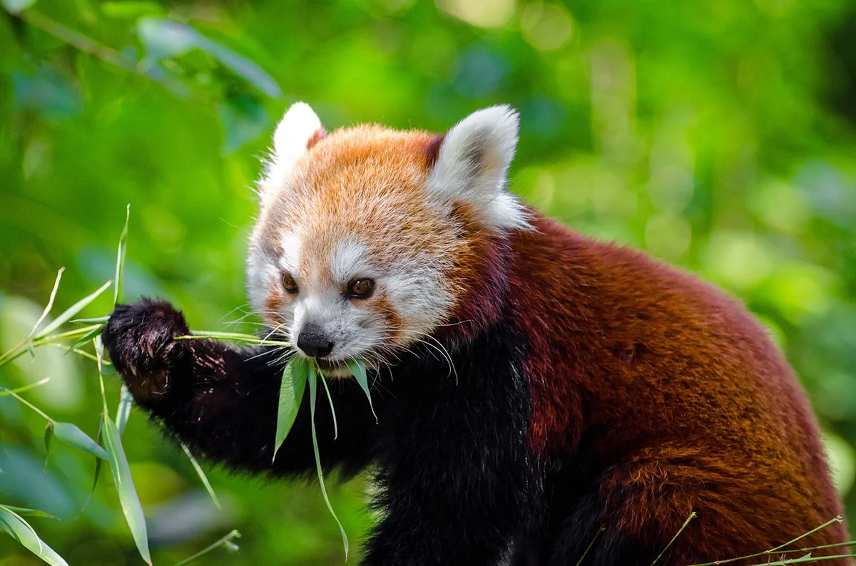 Chinese Red Panda