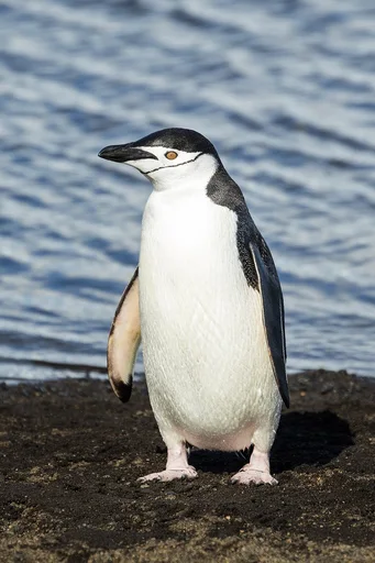 Penguins at SeaWorld San Antonio