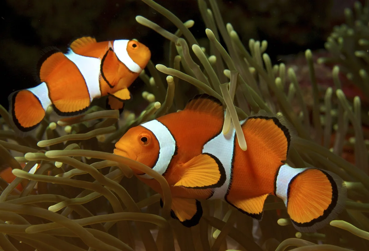 Clown Anemonefish