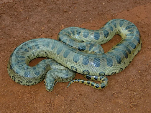 Common Anaconda — featured animal