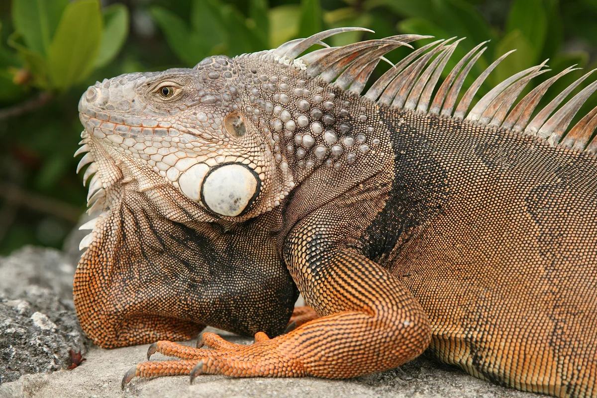 Common Green Iguana