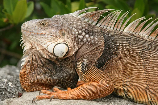 Common Green Iguana — featured animal