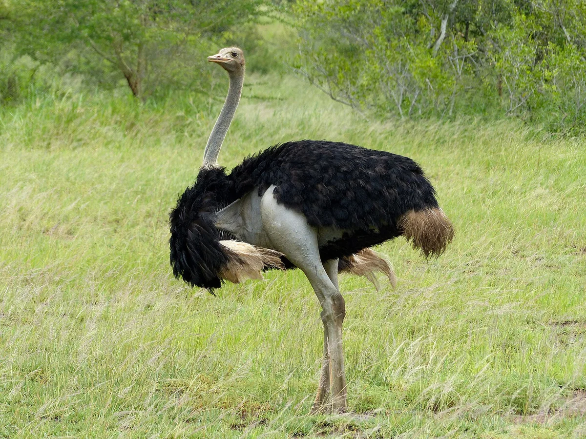 Common Ostrich