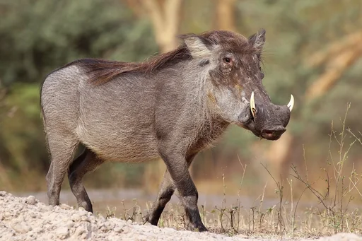Common Warthog — featured animal