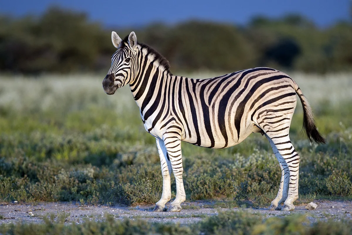 Common Zebra